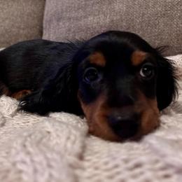 Slinky - Black and tan male Dachshund puppy in Mesa, Arizona from Ruby Desert Doxies