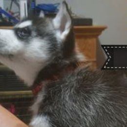 Siberian Huskies from ENRHuskies, LLC