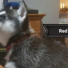 Siberian Huskies from ENRHuskies, LLC
