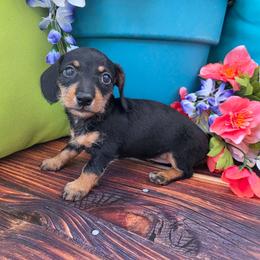Polly - Black and tan female Dachshund puppy in Florence, Arizona from Doxie Town Az