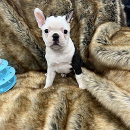 Boy 1 - Black brindle and white male Boston Terrier puppy in Redlands, California from Off The Hook Boston Buddies