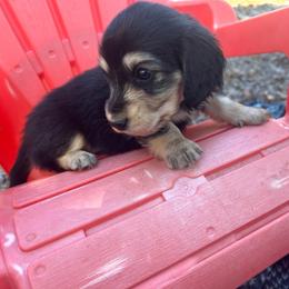 Nico - Black and cream male Dachshund puppy in Tahlequah, Oklahoma from Love Some Dogs Dachshunds & Cavalier King Charles Spaniels,Cavapoos