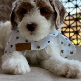 Andy - Parti male Goldendoodle puppy in Blanchard, Oklahoma from Dream Doodles by Dondi