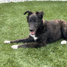 Silken Windhound Puppies from Intriga Hounds