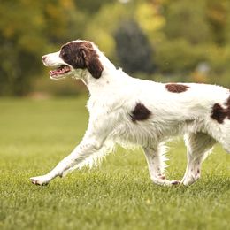 Brittanys from Aviary Kennels