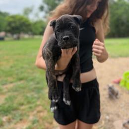 Gray collar - Black brindle female Cane Corso puppy in Opelousas, Louisiana from Azelees Cane Corso