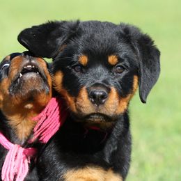 Rottweiler All Grown Up from Cross O Ranch Rottweilers