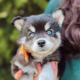 Nani - Black female Pomsky puppy in Cleveland, Ohio from Lake Point Pomskies