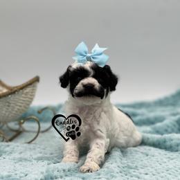 Dolly - Parti female Poodle puppy in Nashville, Arkansas from Cuddles n Curls