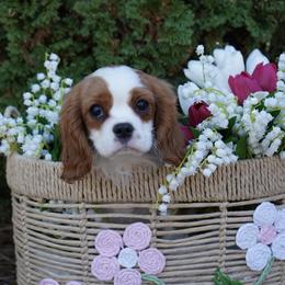 Parker - Blenheim male Cavalier King Charles Spaniel puppy in Lula, Georgia from Cavaliers by Crumley