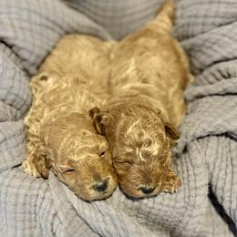 Cavapoo, Cockapoo, Goldendoodle, and Maltipoo Puppies from Perdue Puppies