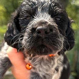 Sparrow - Black and white female English Springer Spaniel puppy in Bay City, Wisconsin from Springer Hills Farm