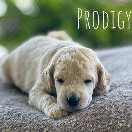 Stroopwaffle - Cream male Poodle puppy in Pella, Iowa from Prodigy Farms Therapy Dogs