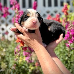 Brady - Black rust and white male Bernese Mountain Dog puppy in Idaho from Bernese By Barzees