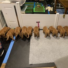 Golden Retriever Puppies from Charmed Golden Retrievers