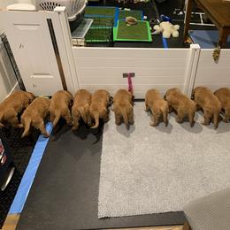 Golden Retriever Puppies from Charmed Golden Retrievers
