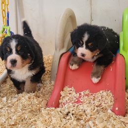 Bernese Mountain Dog Puppies from Muddy Paw Acres