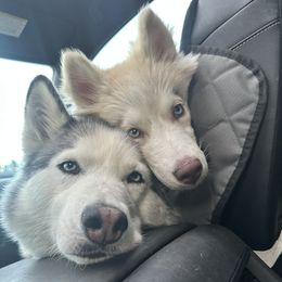 Siberian Husky Puppies from Young Orchard Siberians