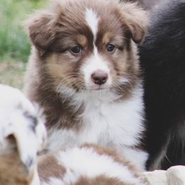 Australian Shepherd Puppies from SnowRidge Australian Shepherds
