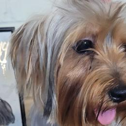 Companion Crosses, Miniature Schnauzers, and Yorkshire Terriers from Puppy Sugars Kennels