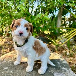 Green Collar - Parti female Goldendoodle puppy in Cocoa, Florida from Leopard n Lace Doodles