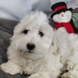 Sasha: OFA and CHIC sire - White female Coton de Tulear puppy in Westfield, North Carolina from Legacy Pets