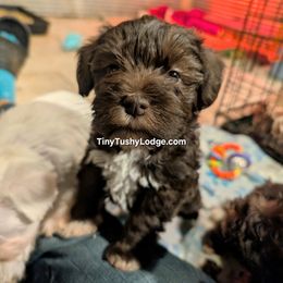 AKC pink ribbon - Liver female Miniature Schnauzer puppy in Greencastle, Indiana from Tiny Tushy Lodge