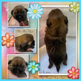 Shih Tzu Puppies from Mtn Top Royal Shih Tzu