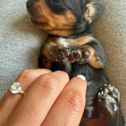 Dachshund Puppies from Carranza Puppy Farm