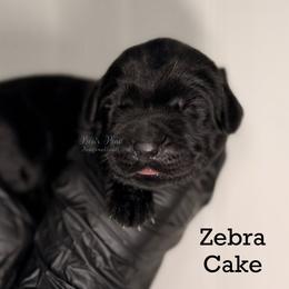 Zebra Cake - Black female Newfoundland puppy in Tully, New York from Bear Paw Newfoundlands