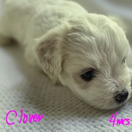 Maltipoo Puppies from Missy's Little Garden