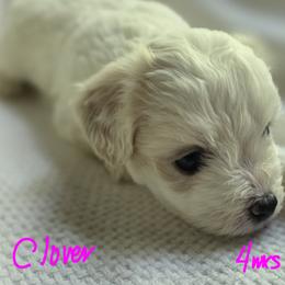 Maltipoo Puppies from Missy's Little Garden