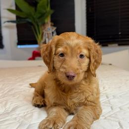 Moose - Golden male Cockapoo puppy in Queens, New York from The 2 Musketeers_Cockapoos