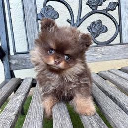 Coffee - Chocolate and tan male Pomeranian puppy in California from Pawsh Poms