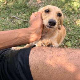 Muffin - Cream female Dachshund puppy in Rialto, California from DashiesDachLLC