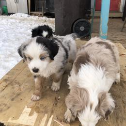 Miniature Australian Shepherd Puppies from Boulder Mini Aussies