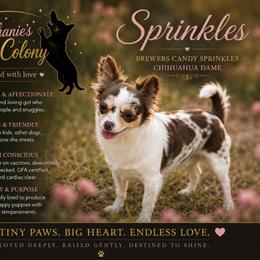 Sprinkles - Chihuahua