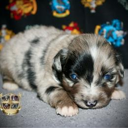 Cheyenne - Blue merle female Miniature Australian Shepherd puppy in El Dorado Springs, Missouri from HP Aussie Kennels
