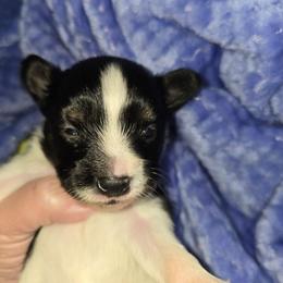 Benny - White black and tan male Papillon puppy in Hollister, Missouri from Swan Creek Kennel