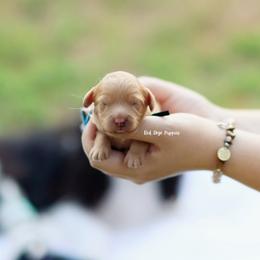 Black Collar Boy - Apricot male Cavapoo puppy in Republic, Missouri from Red Skye Puppies