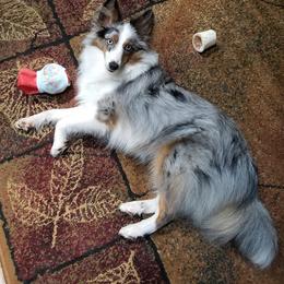 Shetland Sheepdog All Grown Up from Fox Point Farm Toy Shelties