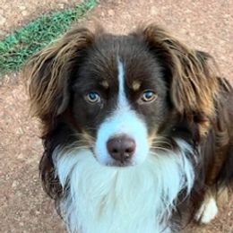Jet - Toy Australian Shepherd