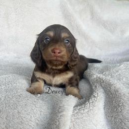 Dewey - Chocolate and cream male Dachshund puppy in Gray, Louisiana from EB's Cajun Lil' Doxies
