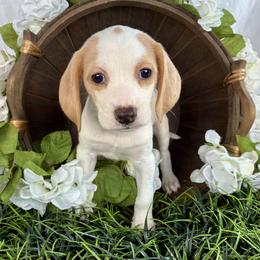 Pearl - Lemon and white female Beagle puppy in Katy, Texas from Houston’s Howlin’ Hounds