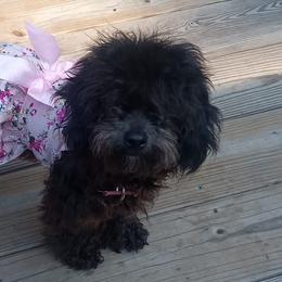 Poodles and Yorkshire Terriers from Kelley's Kennels