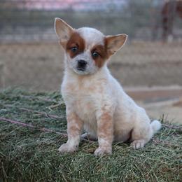 Kaelis - Red mottled female Australian Cattle Dog puppy in Tucson, Arizona from Soqui Ortiz Cattle Ranch