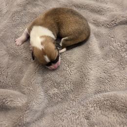 Girl 3 - Sable female Pembroke Welsh Corgi puppy in Bell, Florida from Little Bit Corgis