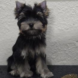 Little Miriam Dark Princess - Black and tan female Yorkshire Terrier puppy in Kissimmee, Florida from Twilights Yorkies FL