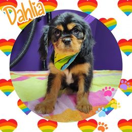 Dahlia & Primrose - Black and tan Cavalier King Charles Spaniel puppy in Culpeper, Virginia from Heritage Hill Cavaliers