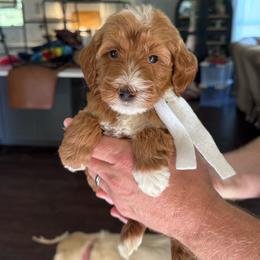 White Boy- miniGoldendoodle - Red  male Goldendoodle puppy in Piedmont, South Carolina from The Farm at Saluda Ridge